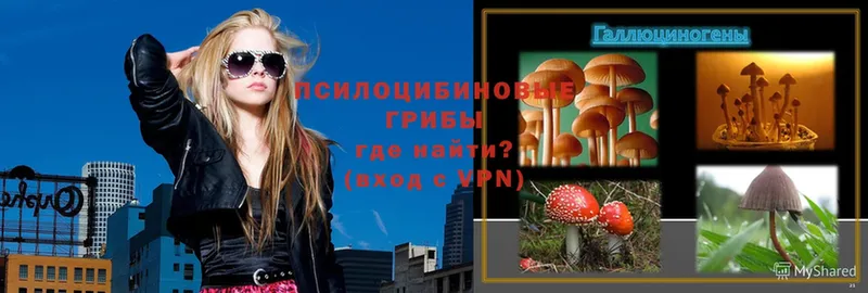 Галлюциногенные грибы Psilocybe  Николаевск-на-Амуре 